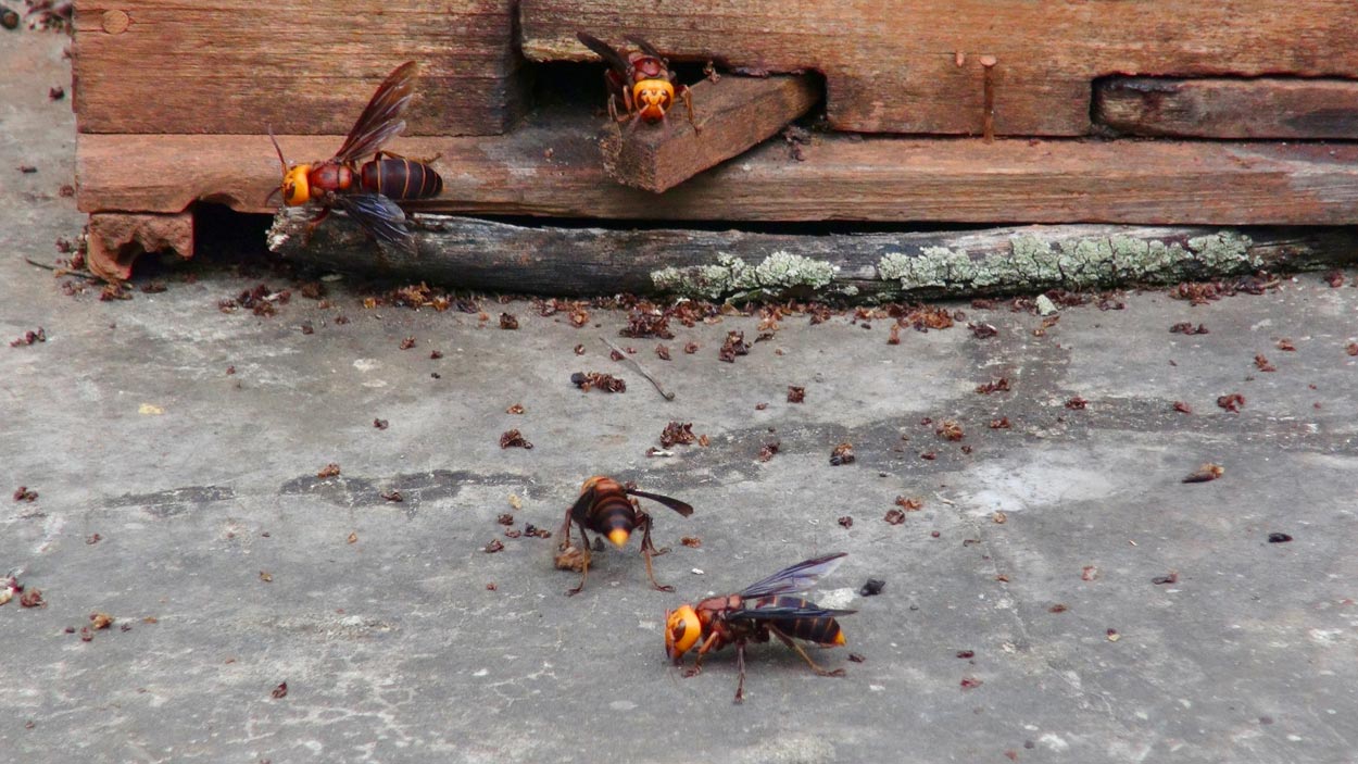 Hornets outside a bee colony