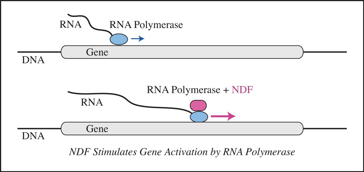 Graphic showing how NDF stimulates gene activation by RNA polymerase