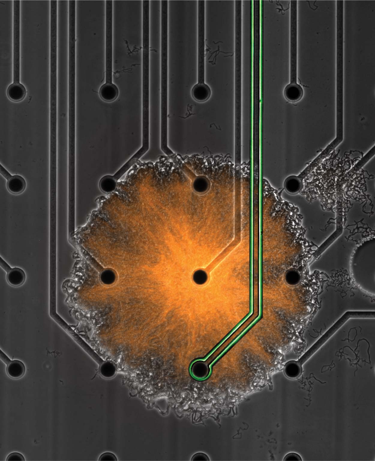 orange circle (biofilm) surrounded by black circles(microelectrode array) with a green track(microelectrode) going into the orange circle