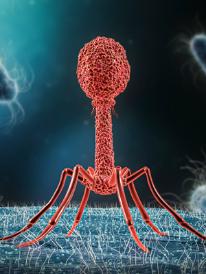 Illustration of phage viruses infecting E. coli bacteria