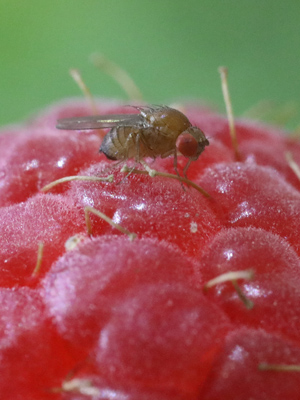 Drosophila suzukii fruit fly on a raspberry
