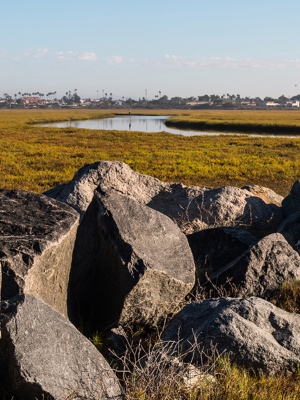 Raw Sewage in the Tijuana Estuary