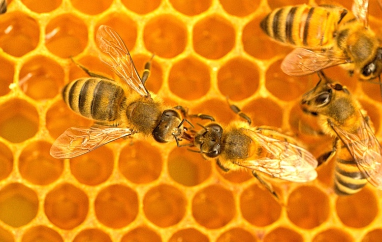 Bees Dancing
