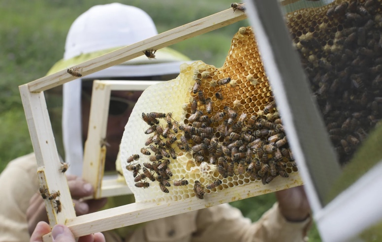 Man removing a bee hive