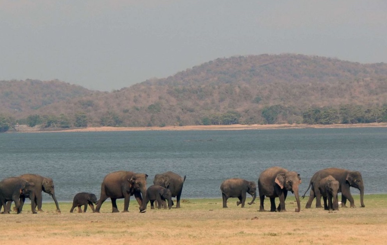 Group of elephants 