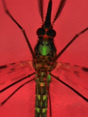 up-close mosquito