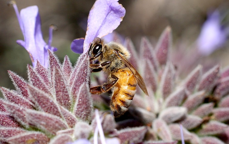 Thumbnail for article: Bees pollinating