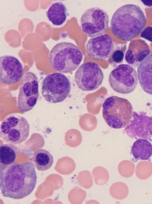 Neutrophils pictured in bone marrow