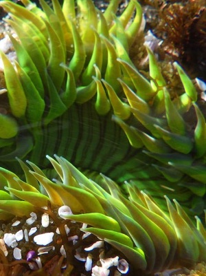 Neon-green sea anemone