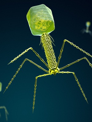 Bacteriophages are the most abundant organisms on Earth.