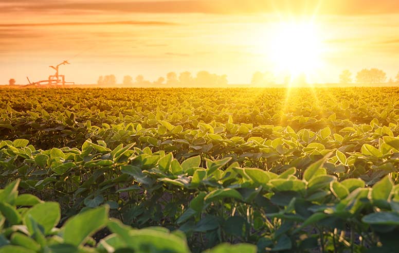 The sun sets over a crop field