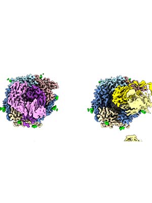 Antibodies from six different patients bind to the muscle acetylcholine receptor.
