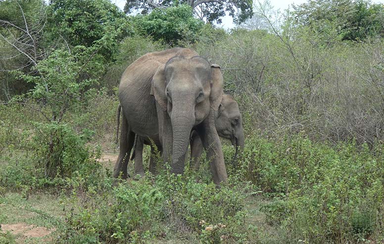 Elephants in Southern Sri Lanka.