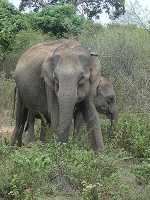 Elephants in Southern Sri Lanka.