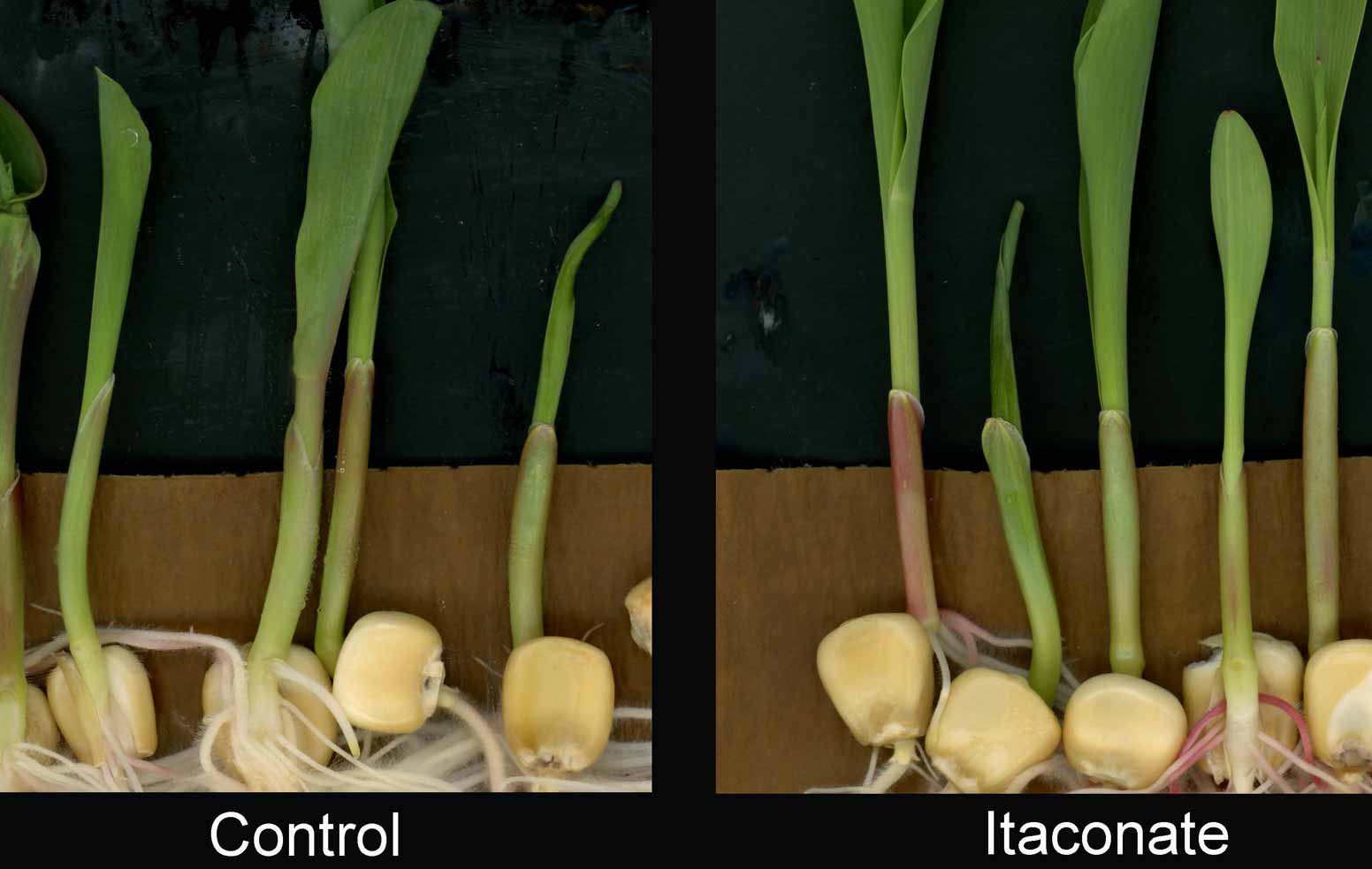 Corn plants used for testing itaconate.