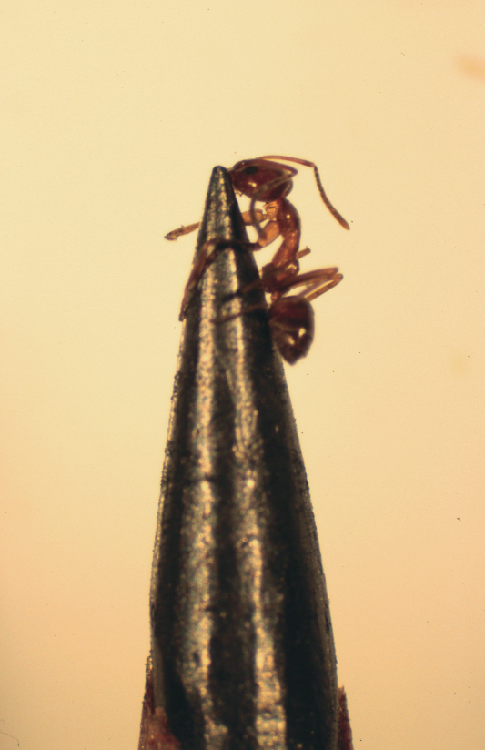 Argentine ant on pencil tip