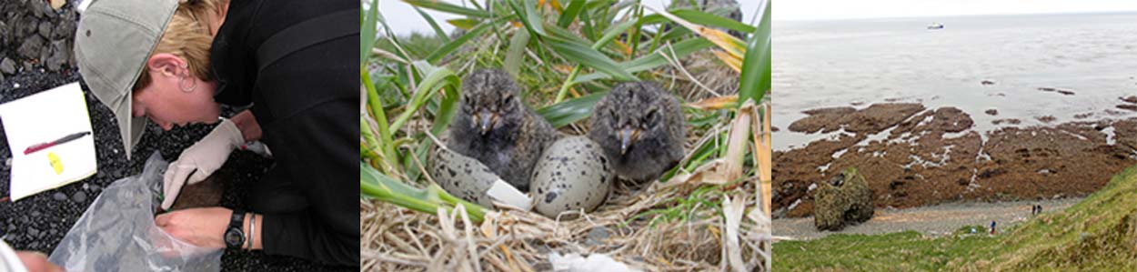 Carolyn Kurle attaches a radio collar, Rats preyed upon shore birds like these, and Researchers conducted surveys after invasive rats were removed