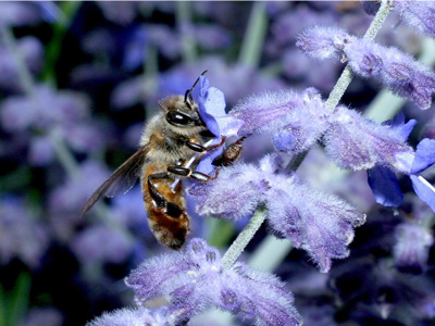 Close up photo of a honey bee foraging on a purple flower.