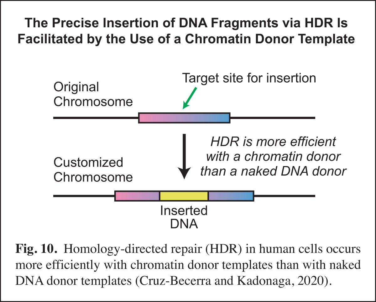 precise insertion of DNA fragments via HDR