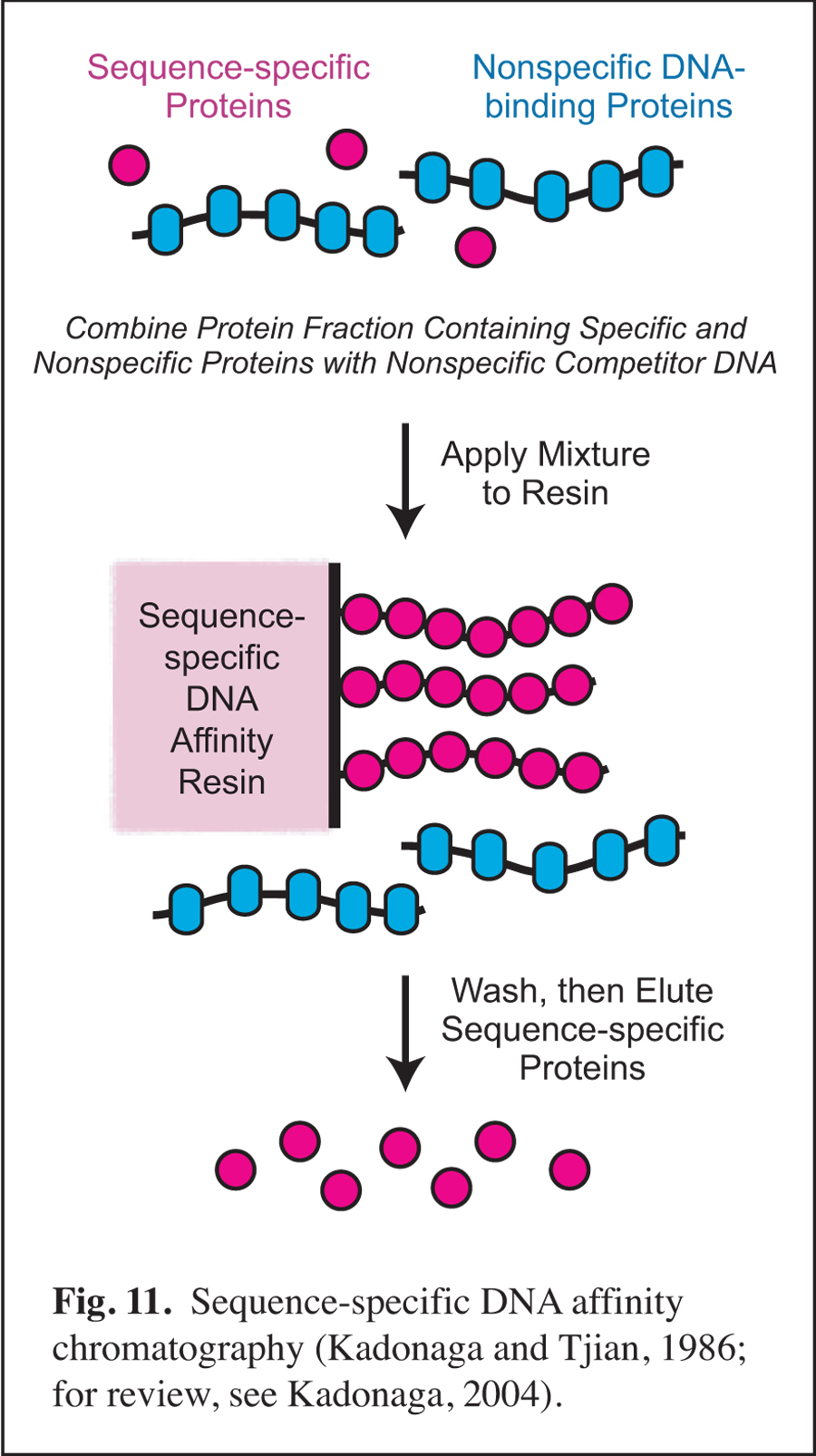 sequence-specific DNA Affinity Chromatography