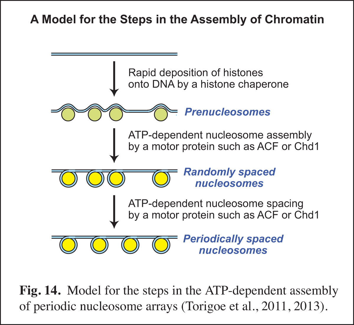 Chromatin Assembly slide