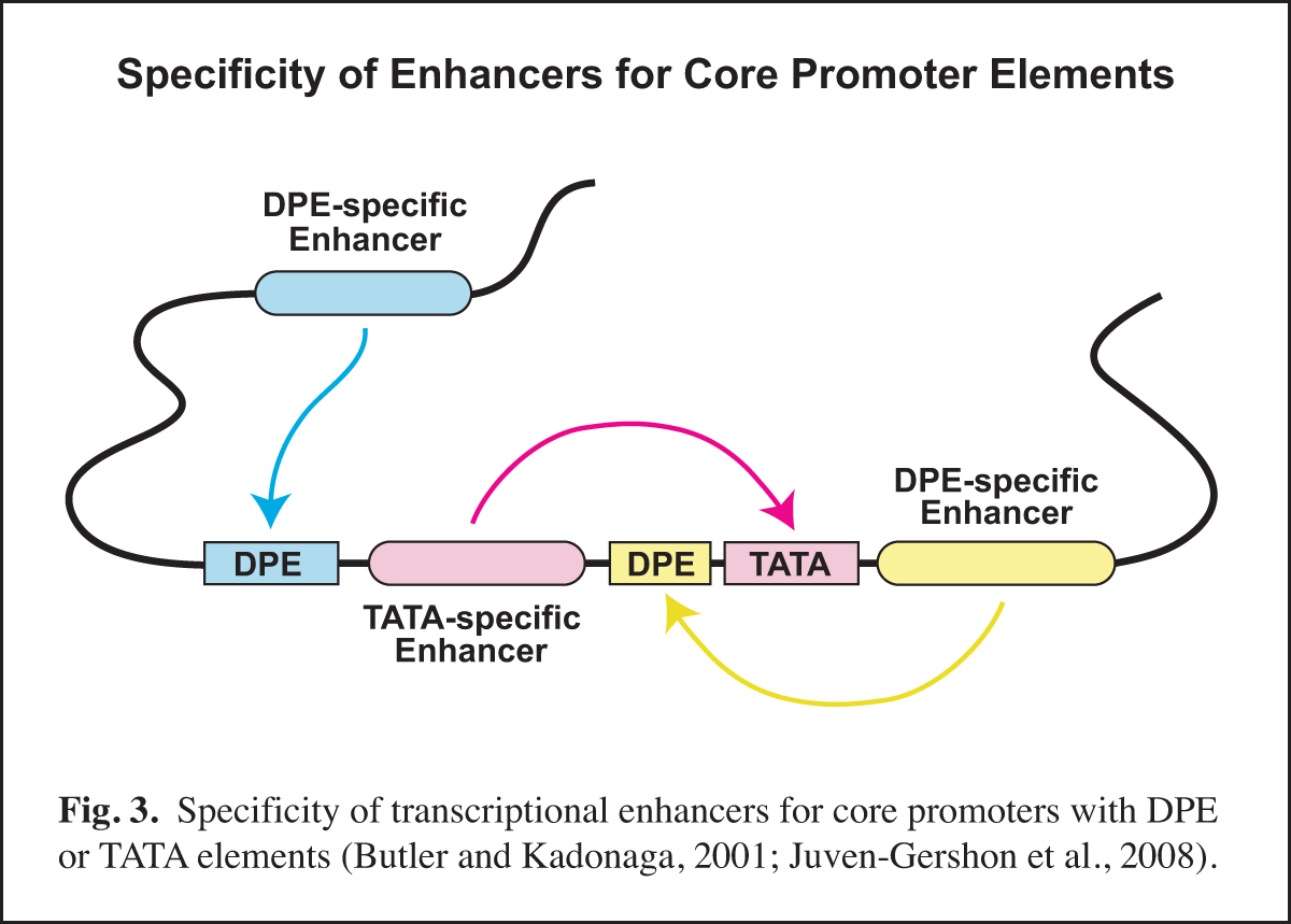 Enhancer-Core Promoter Specificity
