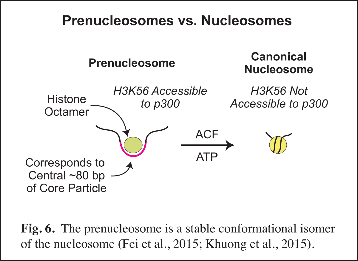 prenucleosome summary slide