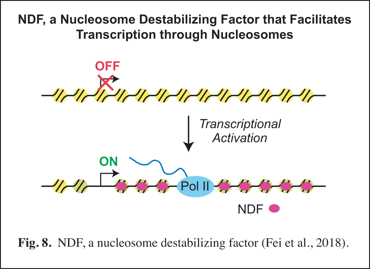 NDF, A Nucleosome Destabilizing Factor
