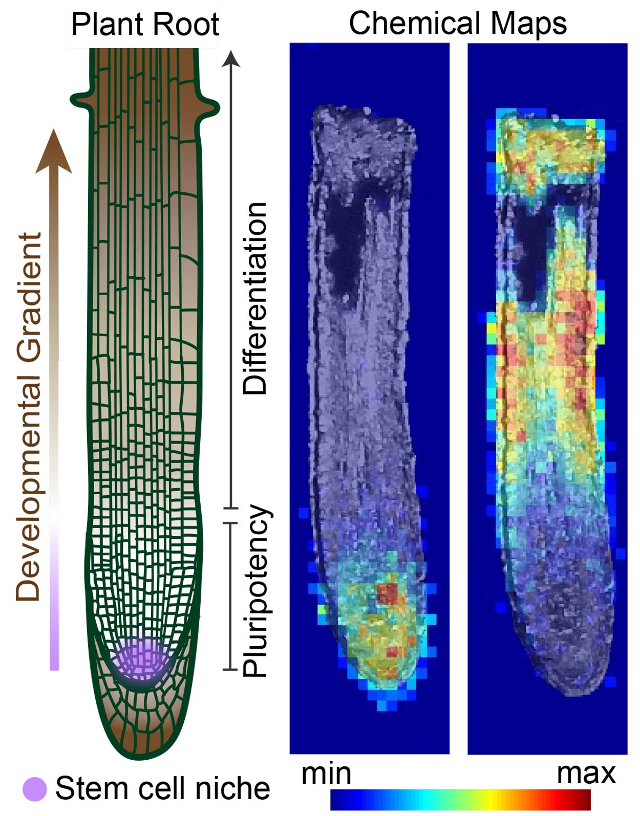 Graphic figure showing root development (left) and a heat graph of chemical imaging (right)