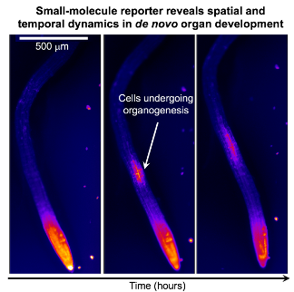 A microscopic heat graph showing de novo organ development