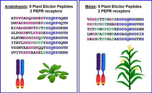 Arabidopsis and maize sequence figure 