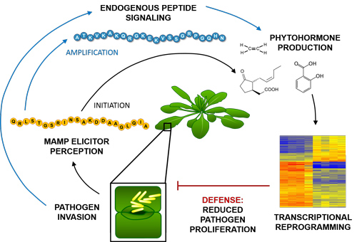 Pep-pathogen defense figure 