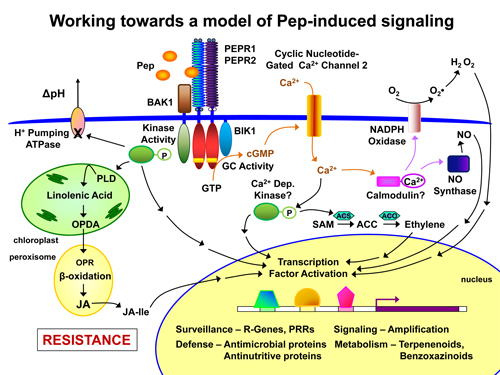 signaling schematic figure 