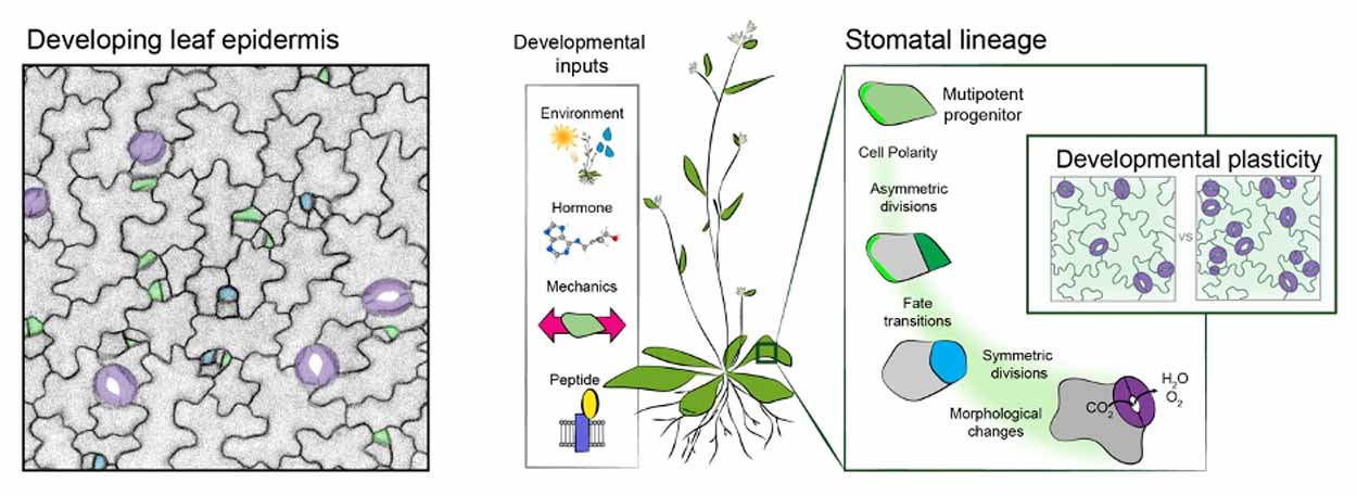 leaf epidermis and stomatal lineage