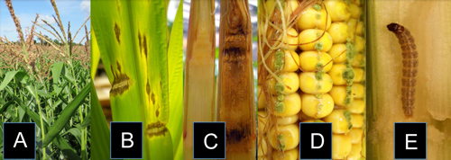 significant biotic threats to maize