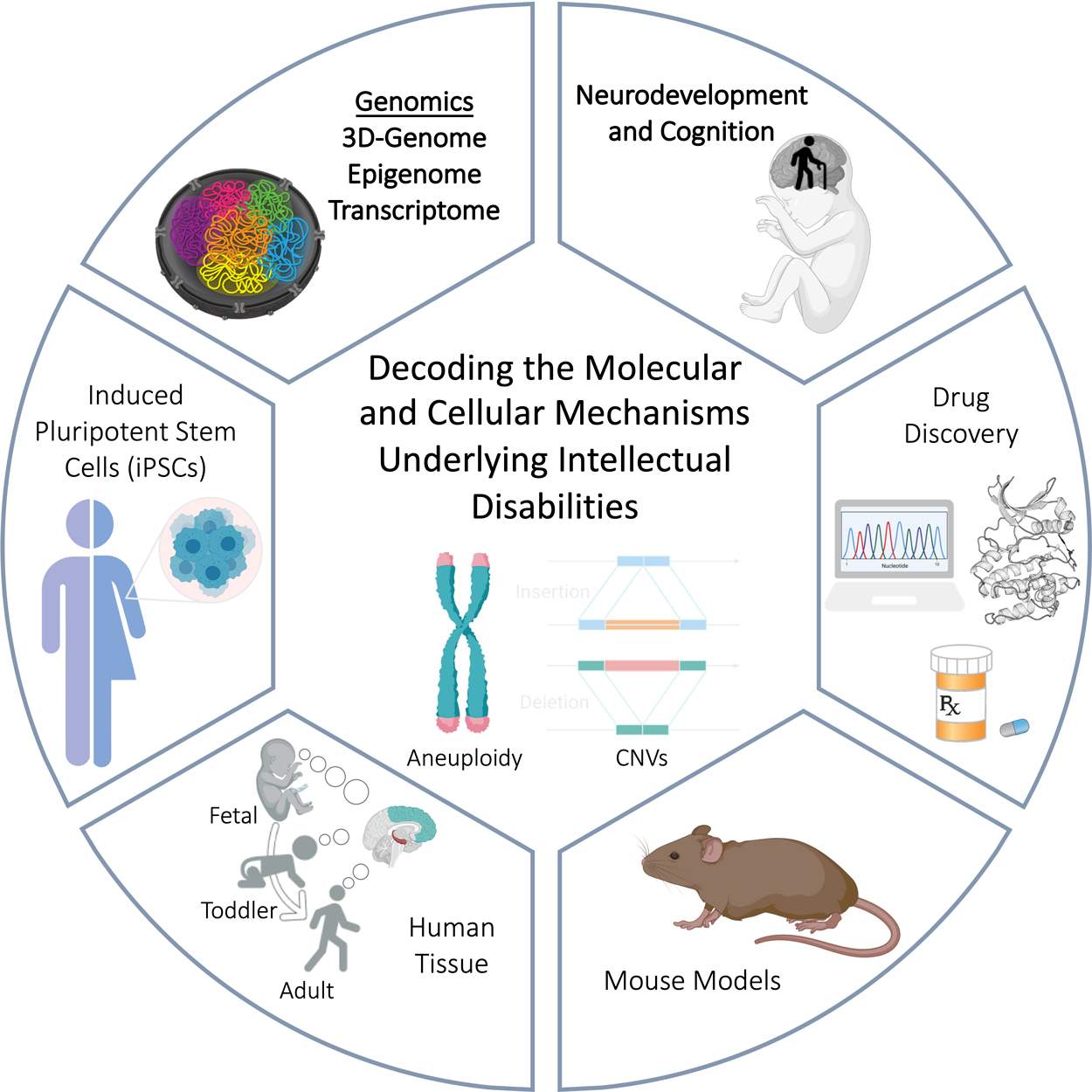 graphic showing ways to decode the molecular and cellular mechanisms underlying intellectual disabilities