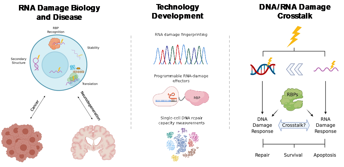 Diagrammatic illustration of the goals of the Chaim Lab