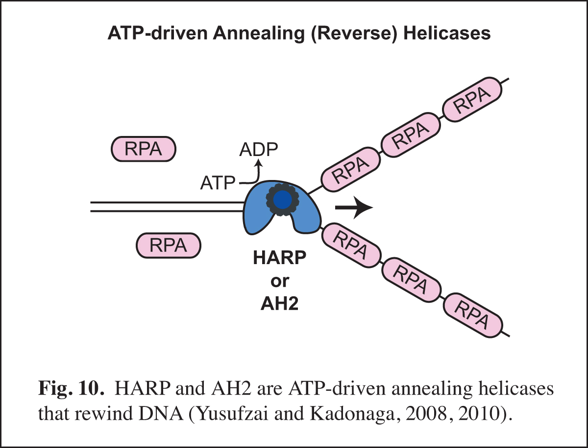 Model of Annealing Helicases