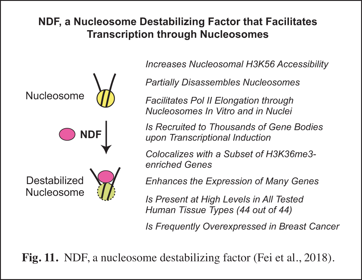 NDF, a nucleosome destabilizing factor