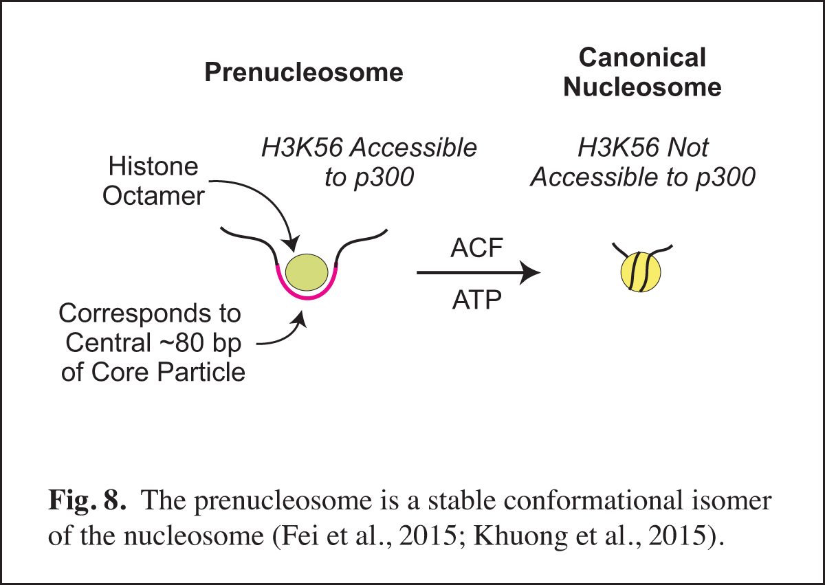 Prenucleosomes summary slide