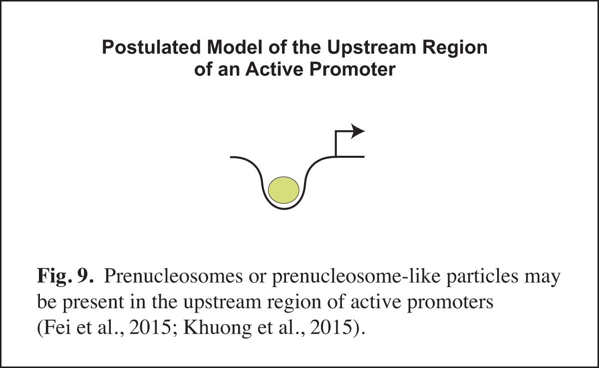 Prenucleosomes at active promoters