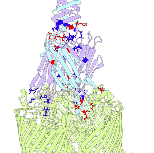 Bacteriophage λ