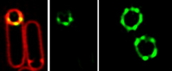 The SpollQ landmark protein (green) localizes into puncta surrounding the developing spore, here visualized using structured illumination microscopy.