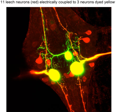 leceh neurons