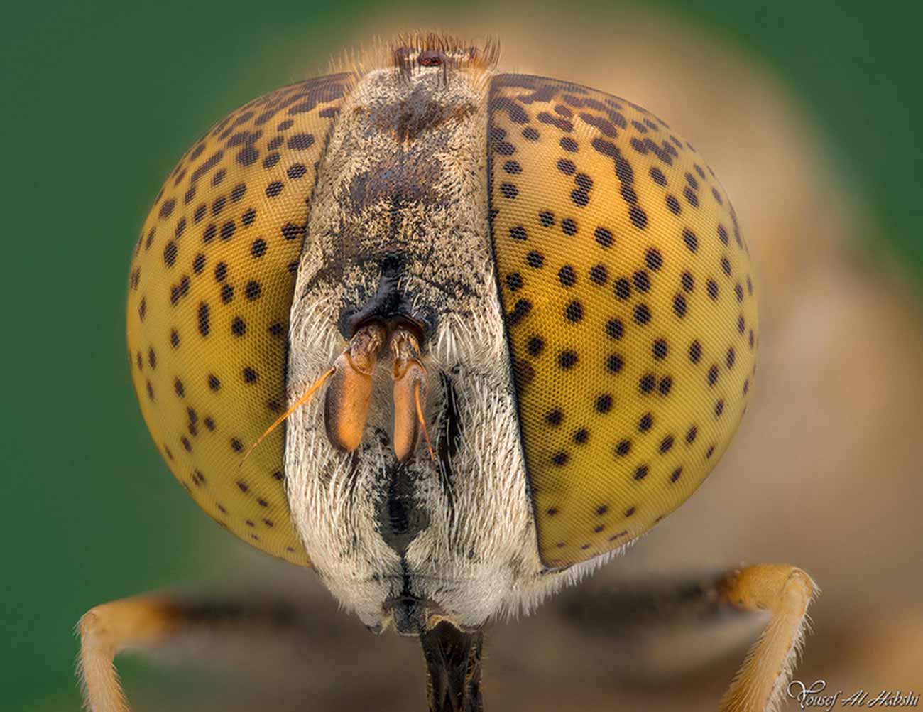 close up photo of hover fly eyes