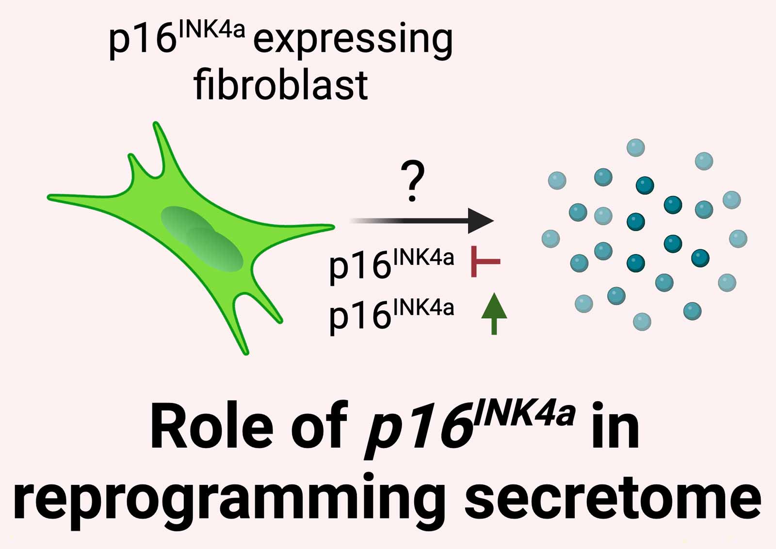 scientific illustration of p16INK4a expressing fibroblast which appears to affect secretome