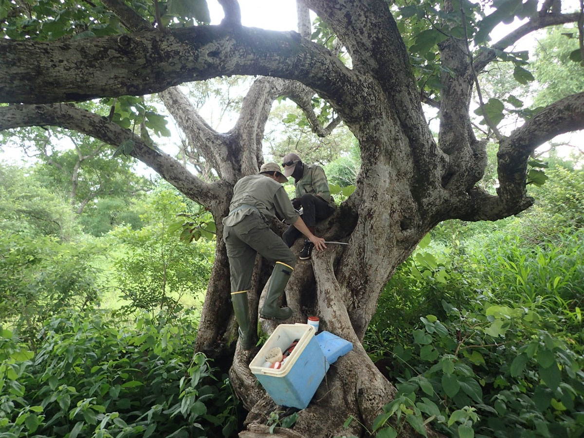 two researchers working in a tree