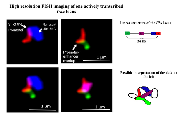 High resolution FISH imaging of one actively transcribed Ubx locus